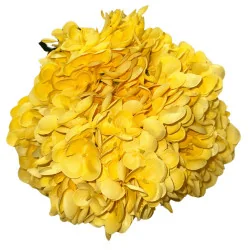 L001 - Hortensia Grosse Fleur Jaune