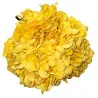 L001 - Hortensia Grosse Fleur Jaune