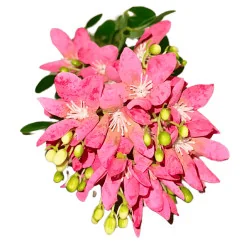 P02 - Fleurs Arti Rose Foncé