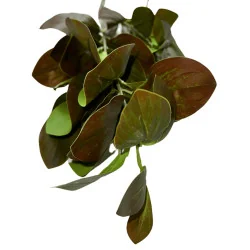 P05-E Feuil Tige Vert Bordeau