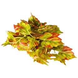 W005 - Feuillage en Branche