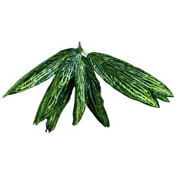 A17B Ape joli ramage Branche